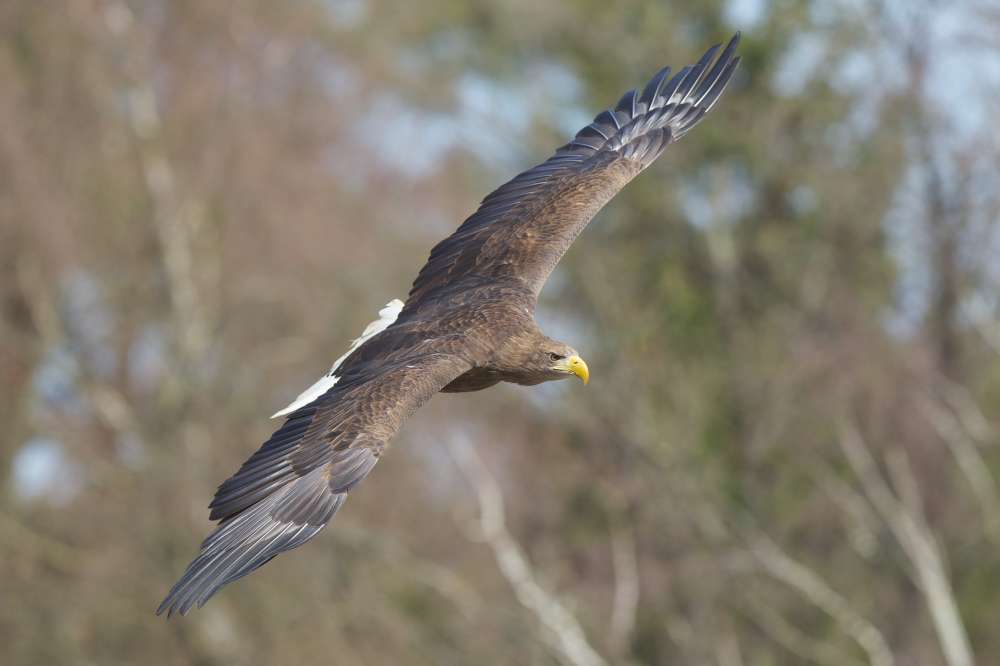 EuroSeeadler